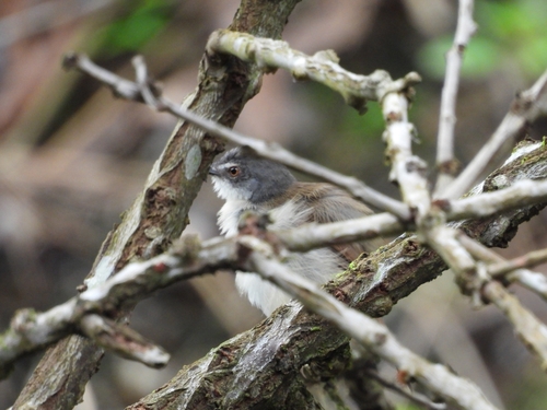 Rufescent Prinia