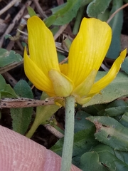 Ranunculus bullatus image
