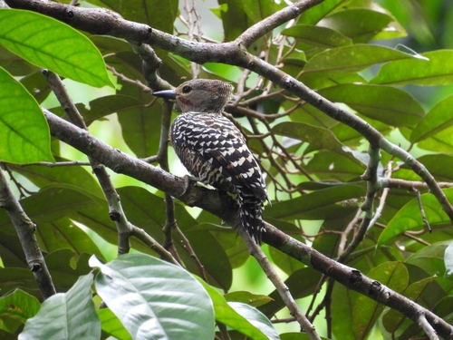 Buff-rumped Woodpecker
