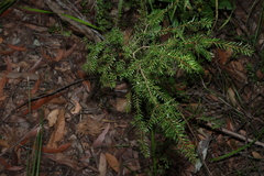 Sannantha bidwillii, photograph (c) Greg Tasney, some rights reserved (CC BY-SA)