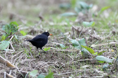 Turdus merula azorensis