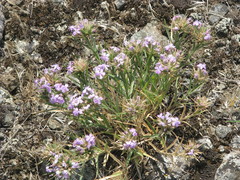 Dianthus pseudarmeria