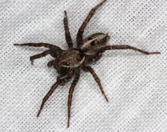 Artoriopsis
