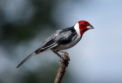 Red-Cowled Cardinal photo 5