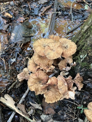 Desarmillaria tabescens