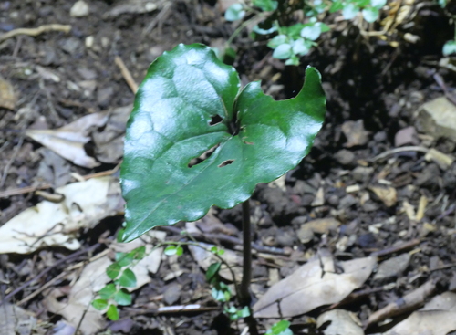 Asarum lutchuense iNat (1)