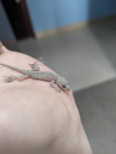 Peking Gecko