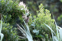 Fringilla coelebs moreletti