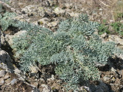 Seseli gummiferum