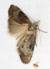 Heteromicta tripartitella