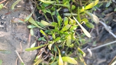 Goodenia radicans