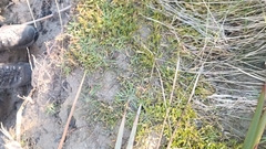 Goodenia radicans, photograph Joe Potter Butler, CC BY, iNaturalist via GBIF