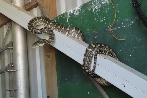 Coastal Carpet Python sighting