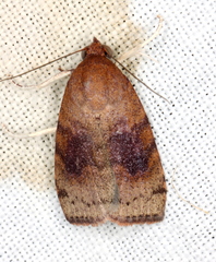 Austrocarea iocephala