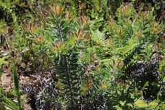 Leucadendron daphnoides