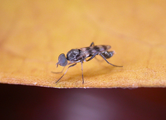 Acraspisa