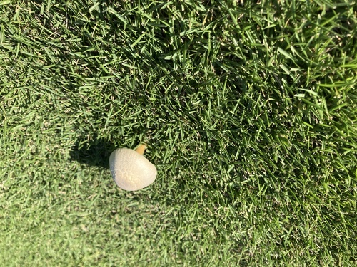 Leucocoprinus leucothites