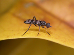 Acraspisa
