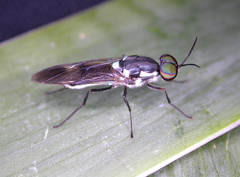 Eudmeta marginata