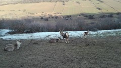 Cervus elaphus maral