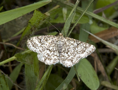 Heliomata glarearia