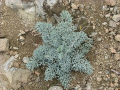 Seseli gummiferum