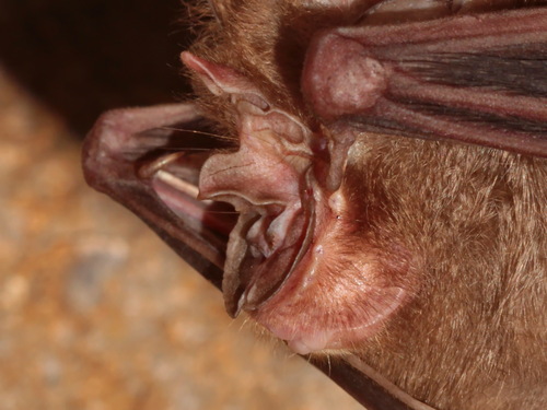 Thailand Horseshoe Bat (Rhinolophus thailandensis)