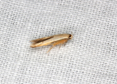 Stathmopoda liporrhoa