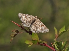 Heliomata glarearia