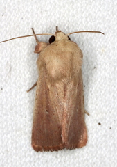 Leucania abdominalis