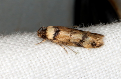 Sphyrelata nefanda