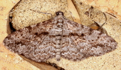 Boarmia suasaria