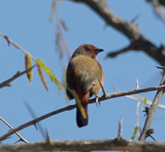 Lagonosticta rubricata