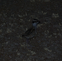 Vanellus coronatus