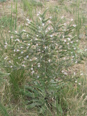 Echium italicum biebersteinii