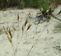 Corynephorus divaricatus