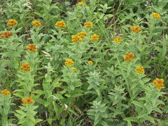 Pentanema germanicum