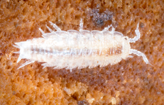 Trichoniscus pygmaeus