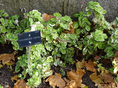 Coleus forsteri