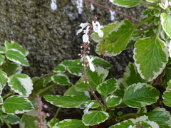 Coleus forsteri