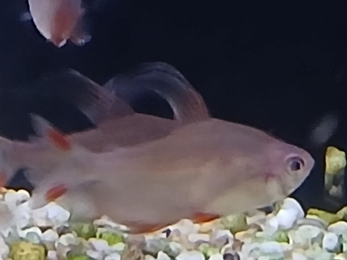Black-flag tetra (Hyphessobrycon rosaceus) — Characidae — 5