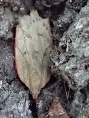 Phaeosaces coarctatella