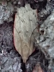 Phaeosaces coarctatella