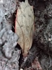 Phaeosaces coarctatella
