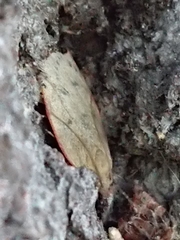 Phaeosaces coarctatella