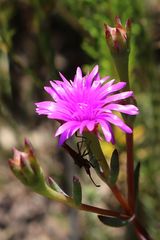 Lampranthus elegans