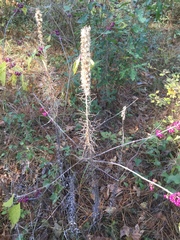 Liatris pycnostachya