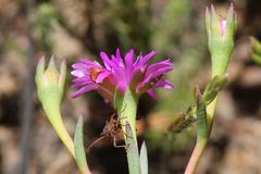 Lampranthus elegans