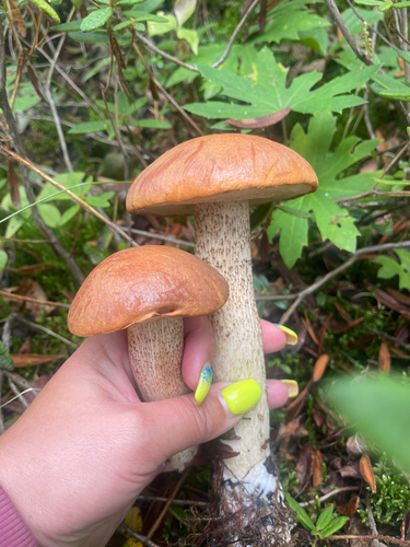aspen bolete
