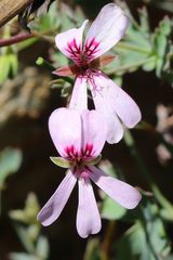 Pelargonium patulum